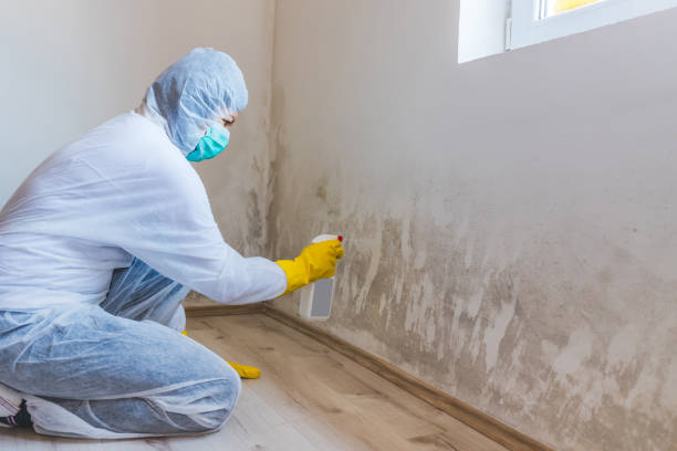 Licensed Mold Remediation service in Lodi, NJ - 24 Hour Mold Removal